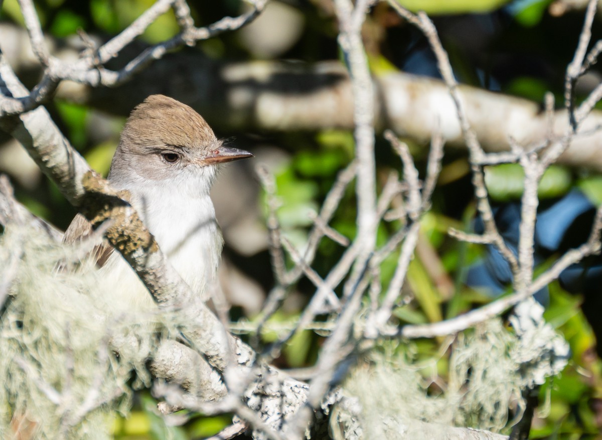 Ash-throated Flycatcher - ML620609185