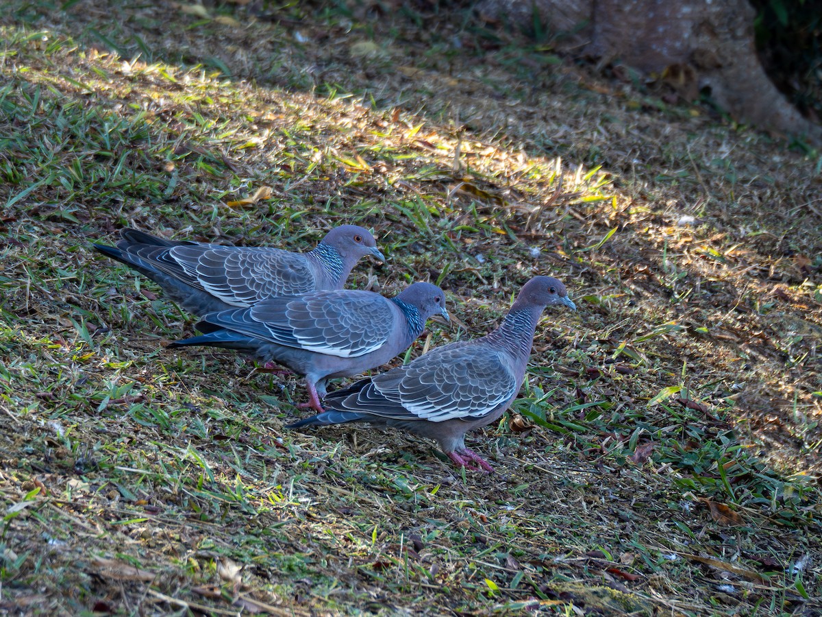 Picazuro Pigeon - ML620609186