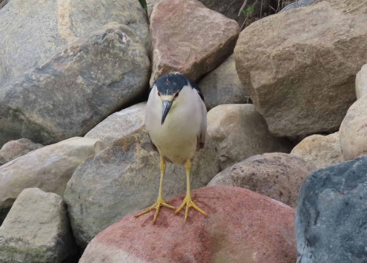 Black-crowned Night Heron - ML620609190