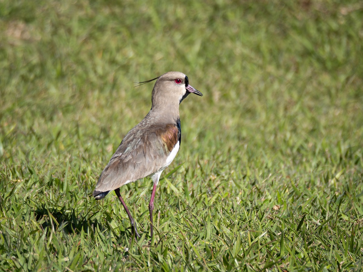 Southern Lapwing - ML620609191