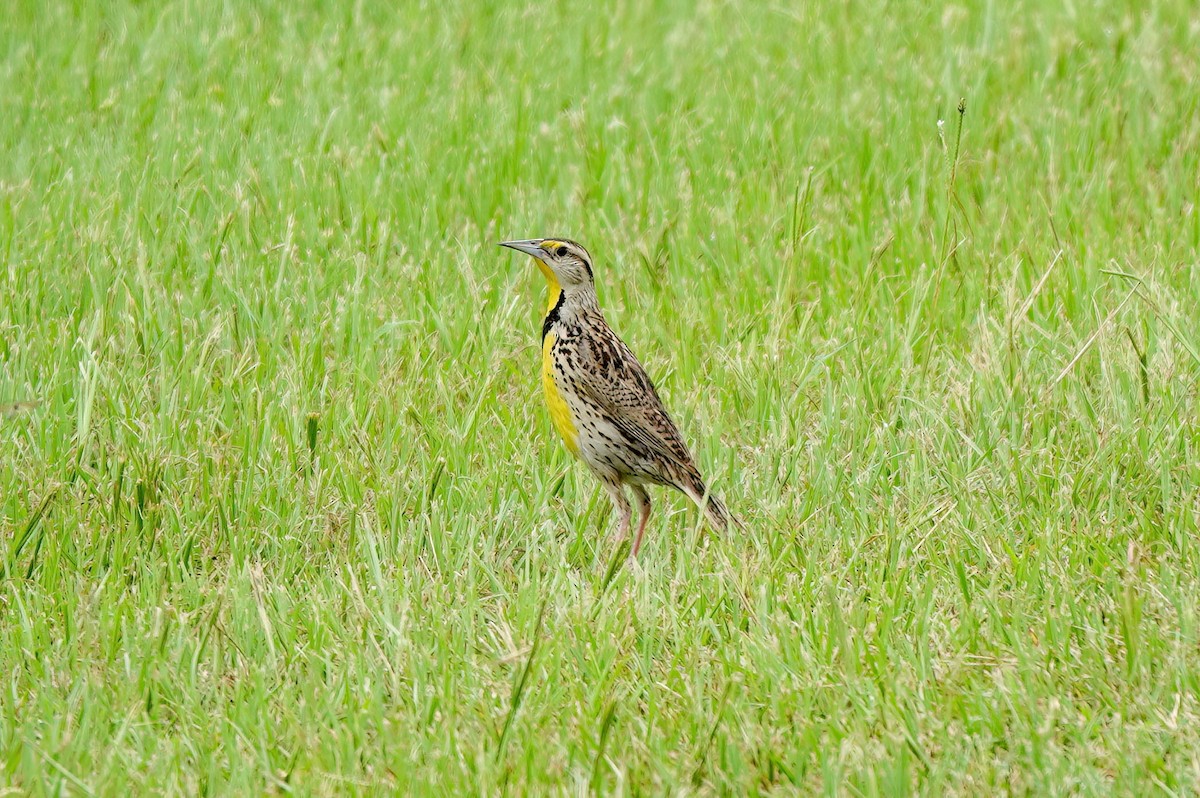 Eastern Meadowlark - ML620609193