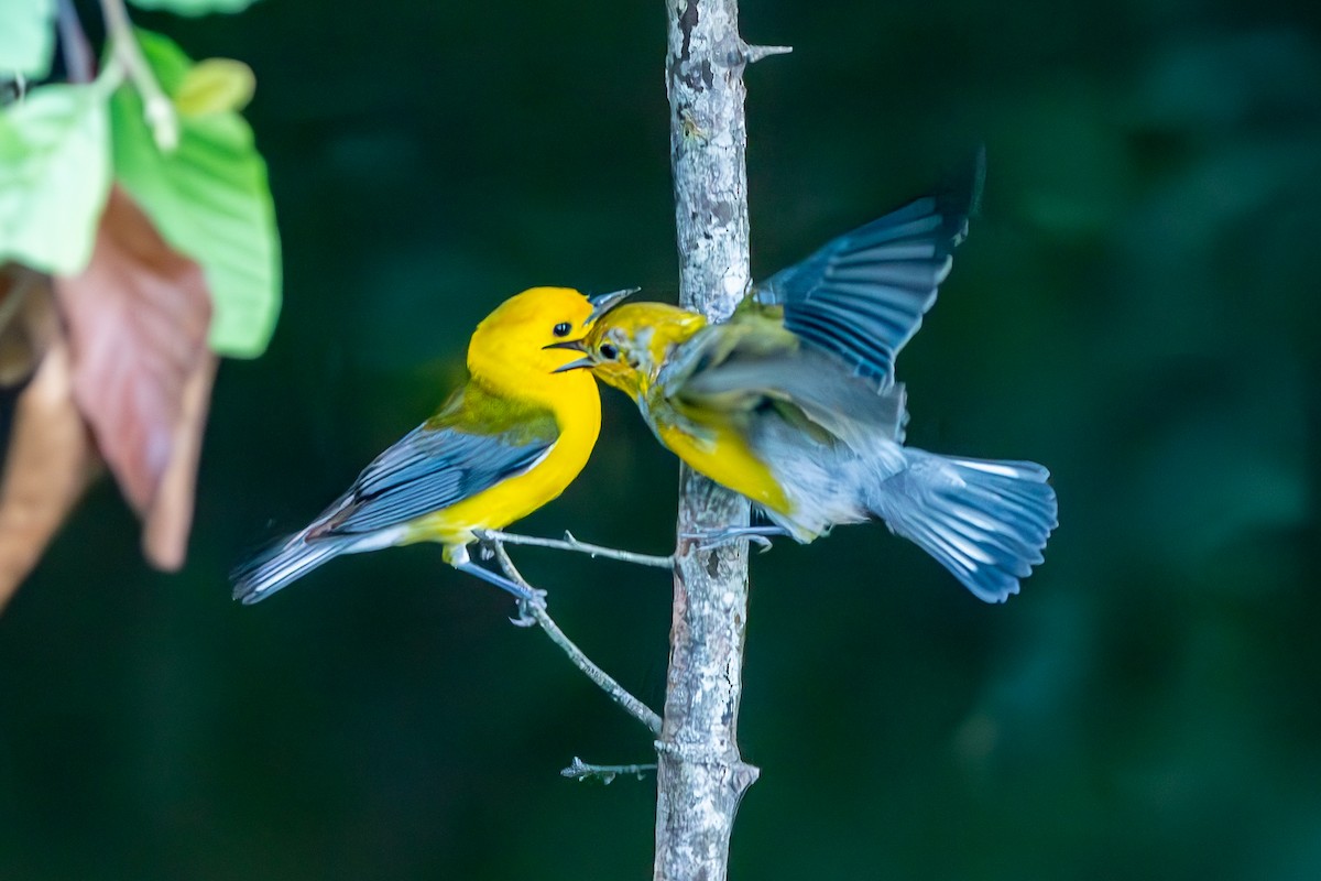 Prothonotary Warbler - ML620609194