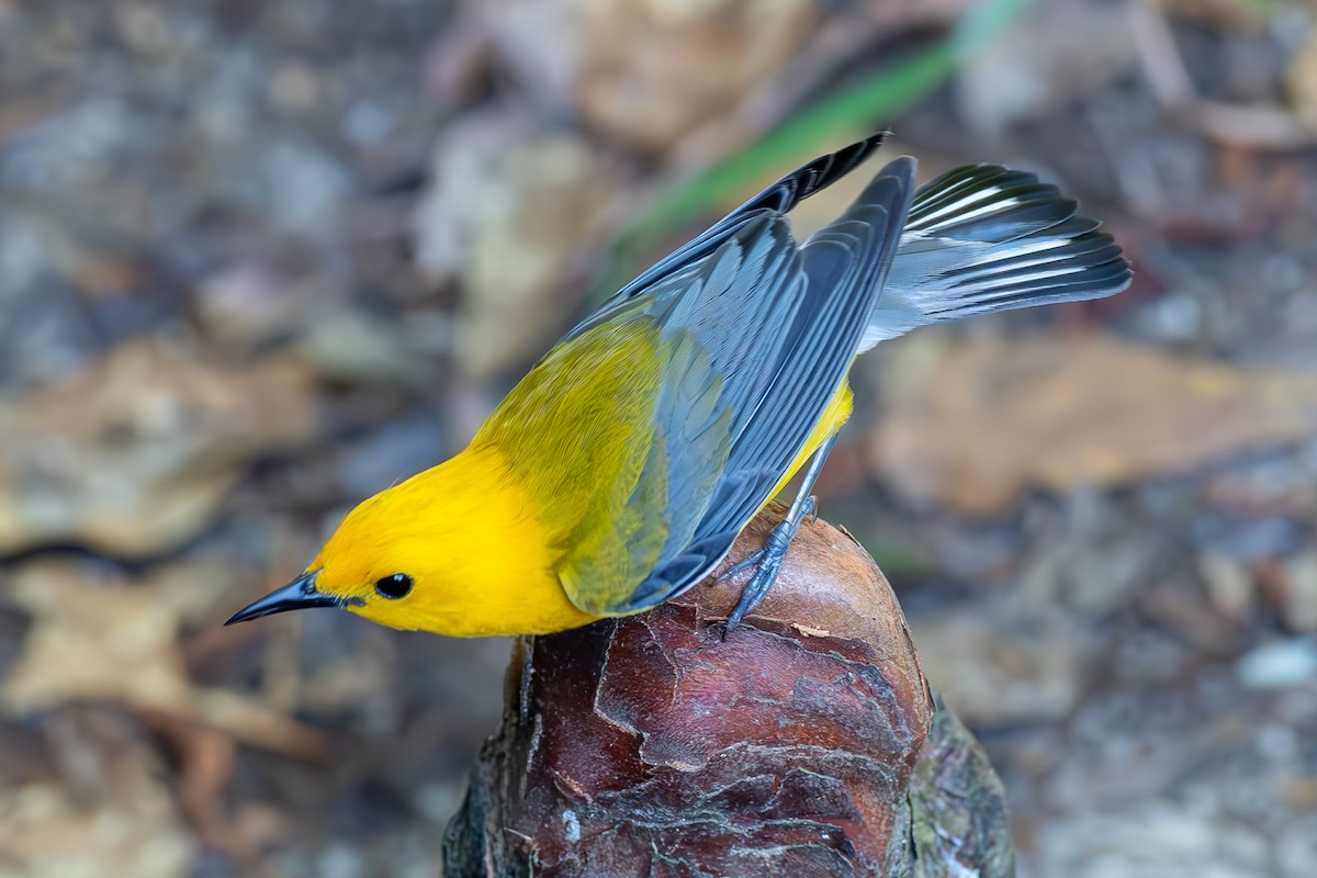 Prothonotary Warbler - ML620609195