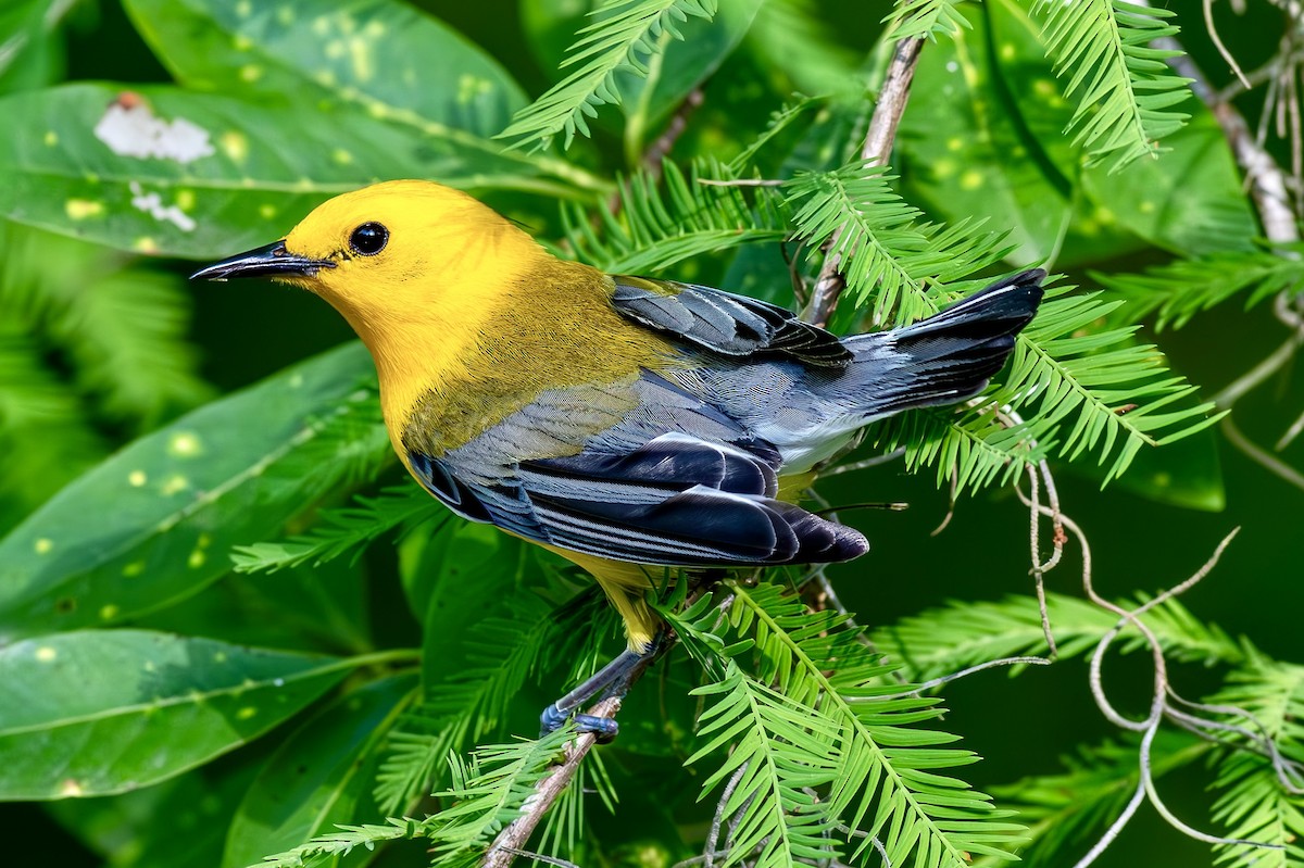 Prothonotary Warbler - ML620609196