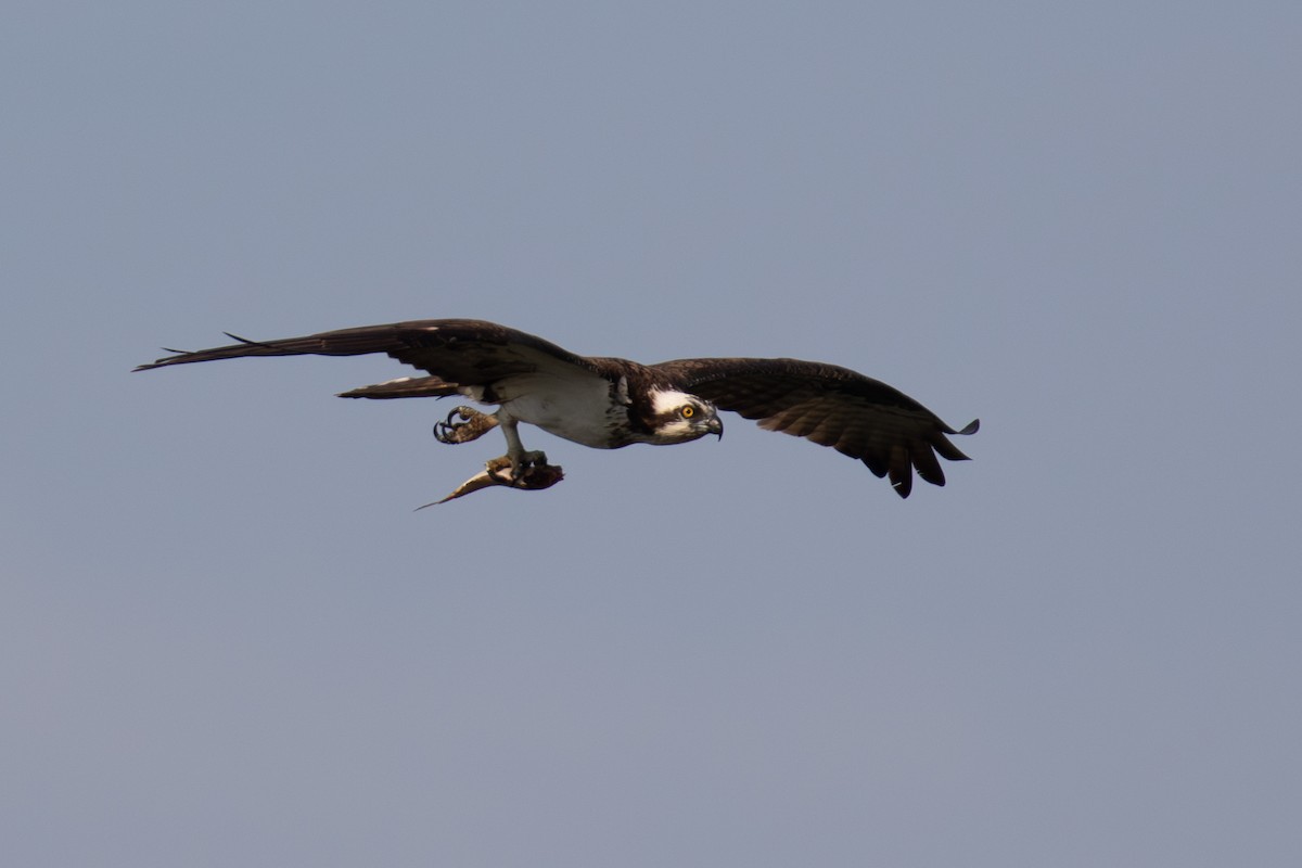 Balbuzard pêcheur - ML620609197