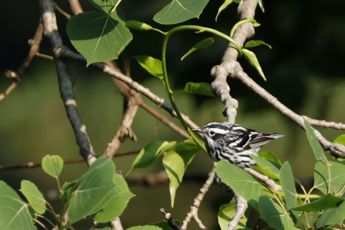 Black-and-white Warbler - ML620609199