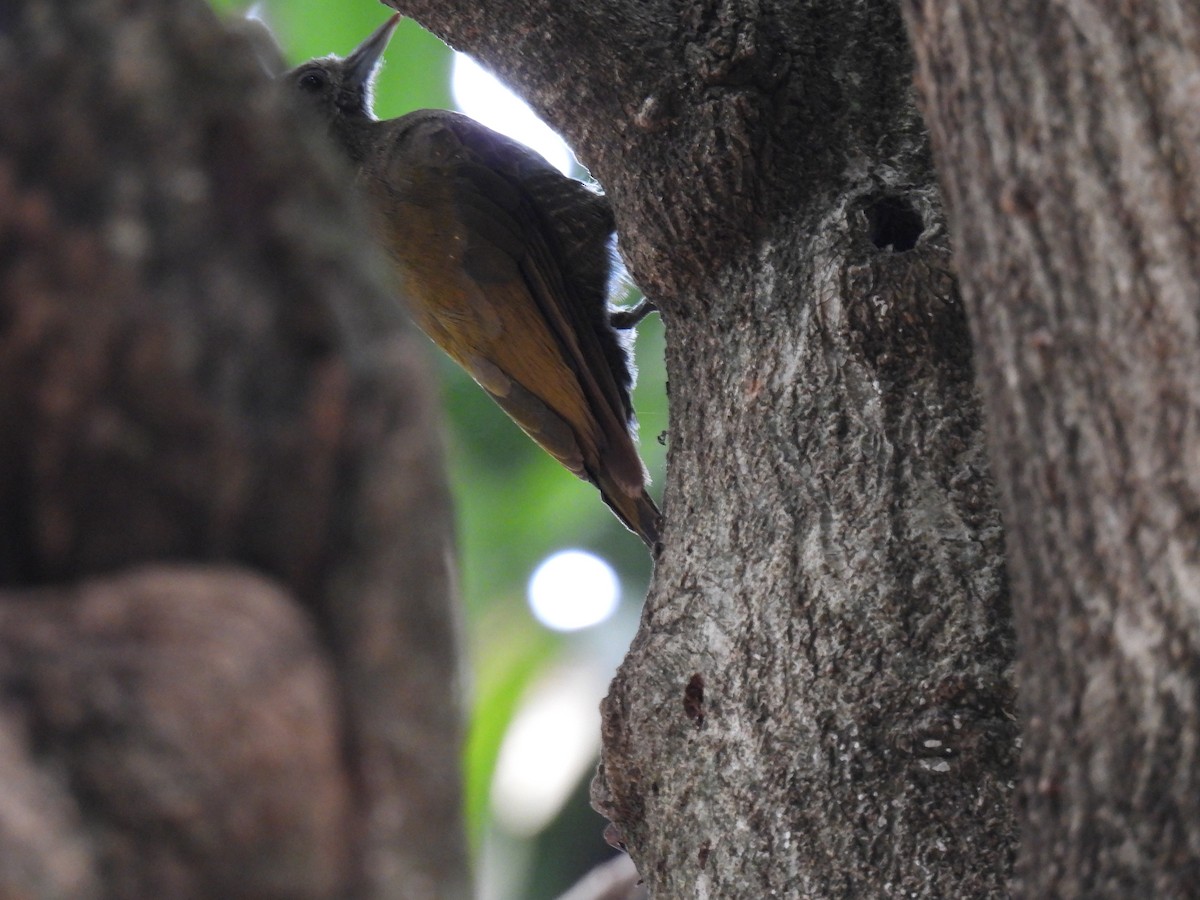 Little Woodpecker - ML620609202