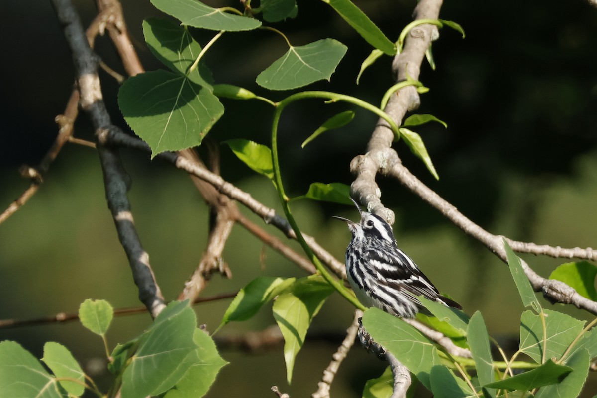 Black-and-white Warbler - ML620609203