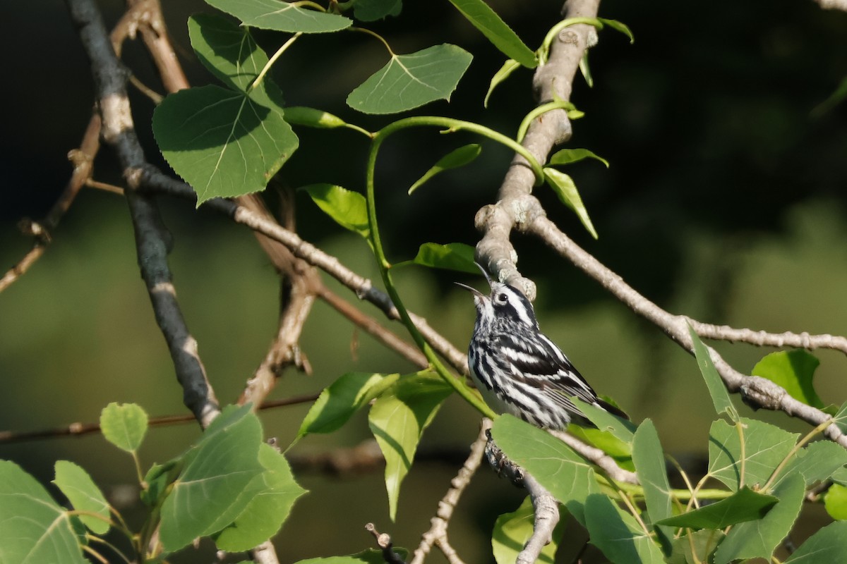 Black-and-white Warbler - ML620609204