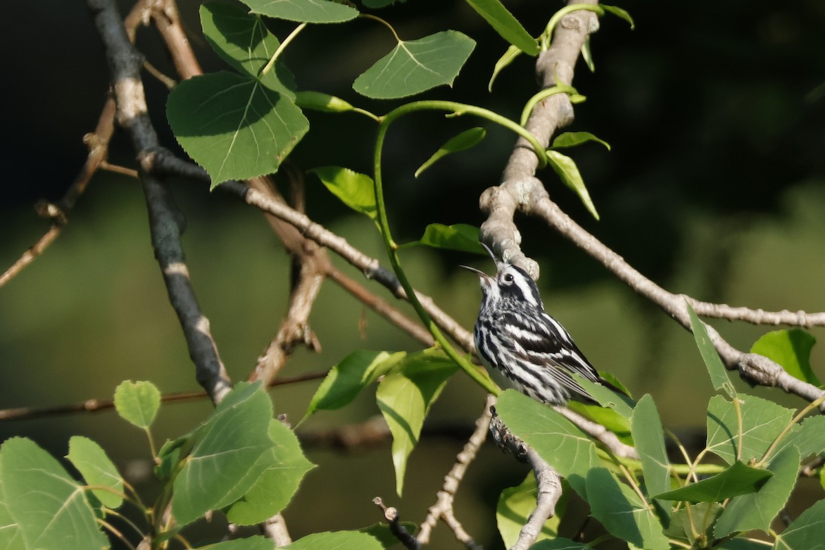 Black-and-white Warbler - ML620609205