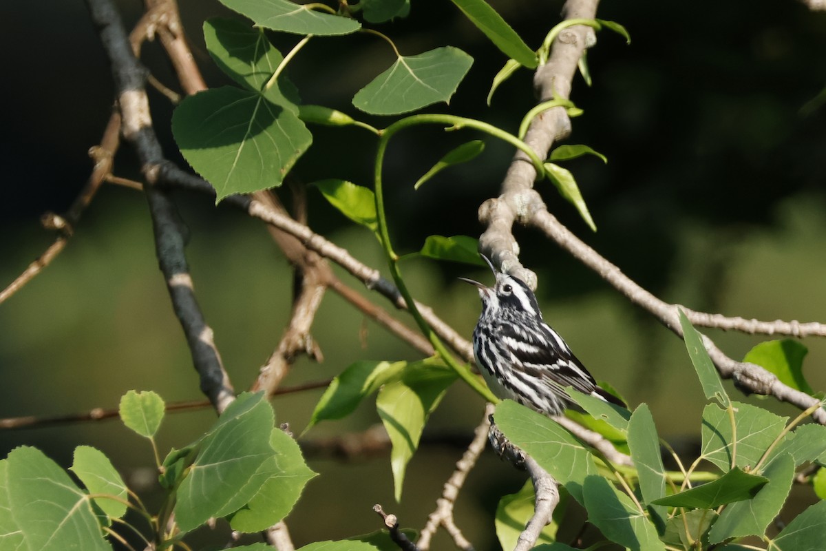 Black-and-white Warbler - ML620609206