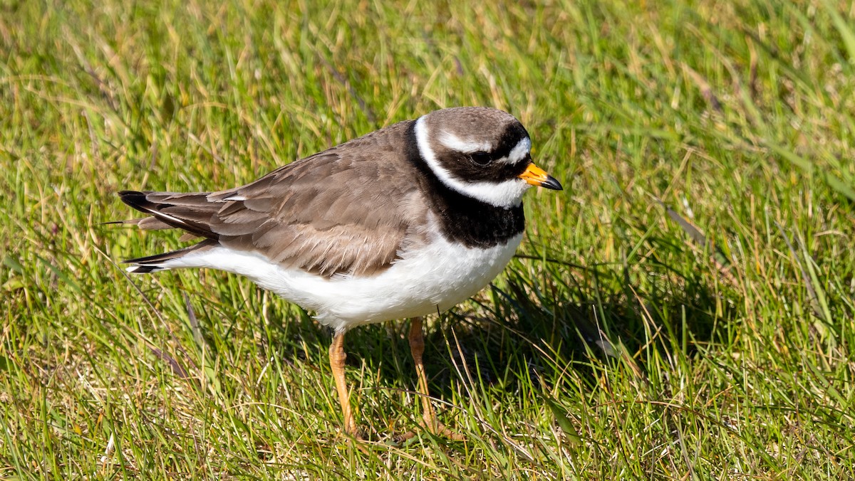 Common Ringed Plover - ML620609207