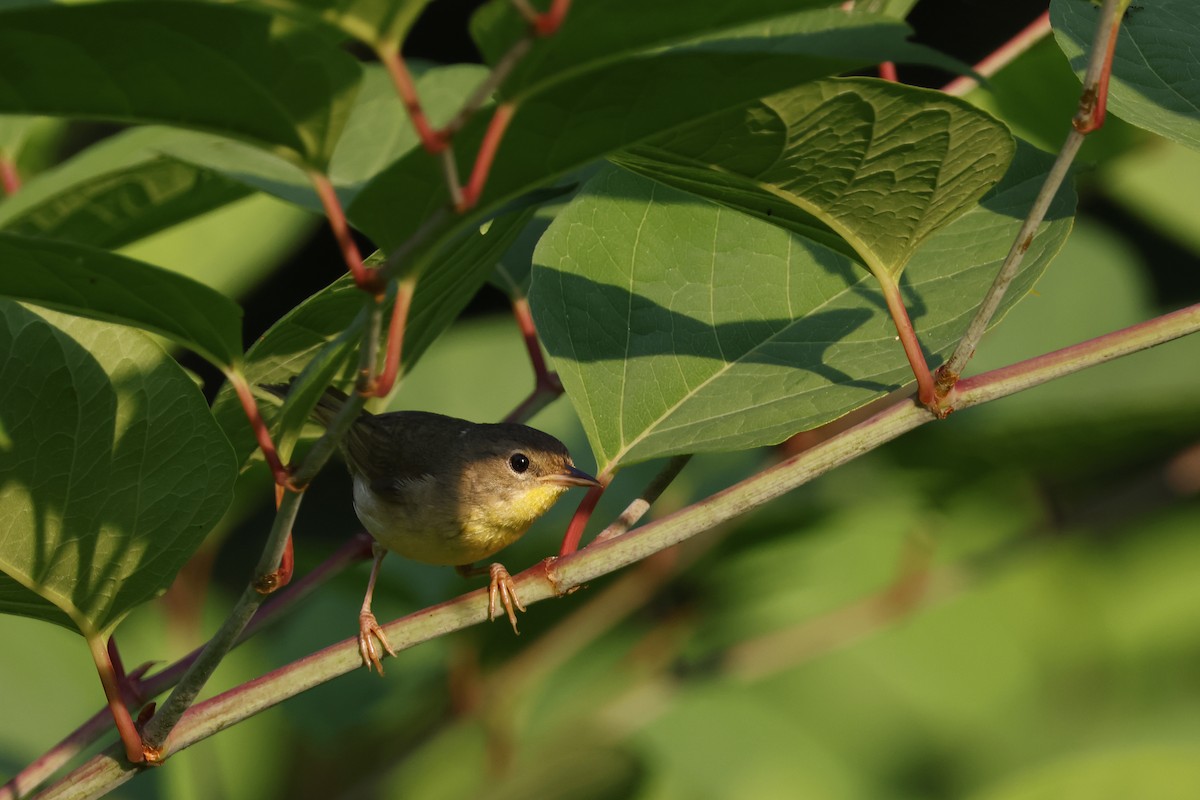 Common Yellowthroat - ML620609212