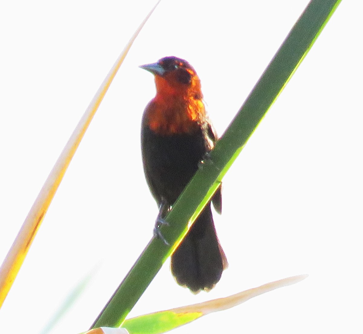 Scarlet-headed Blackbird - ML620609214
