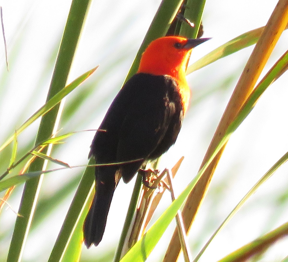 Scarlet-headed Blackbird - ML620609215