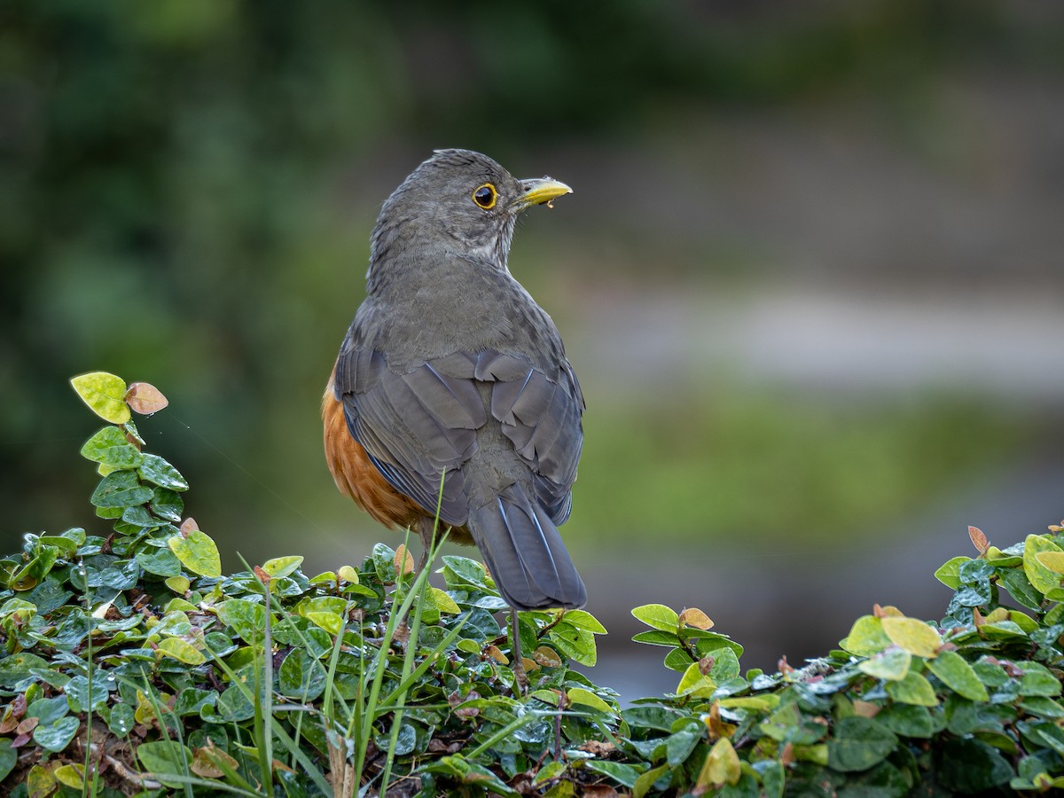 Rufous-bellied Thrush - ML620609217