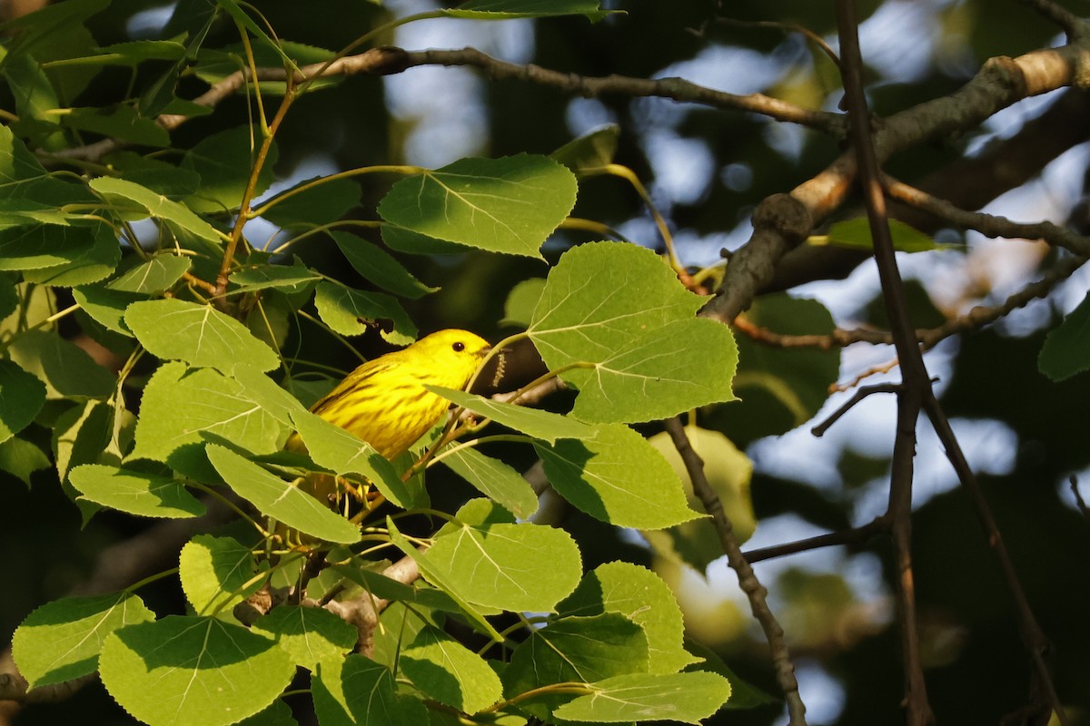 Yellow Warbler (Northern) - ML620609219