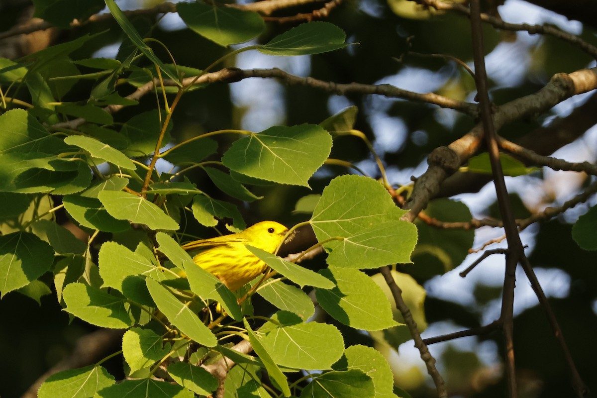 Yellow Warbler (Northern) - ML620609220