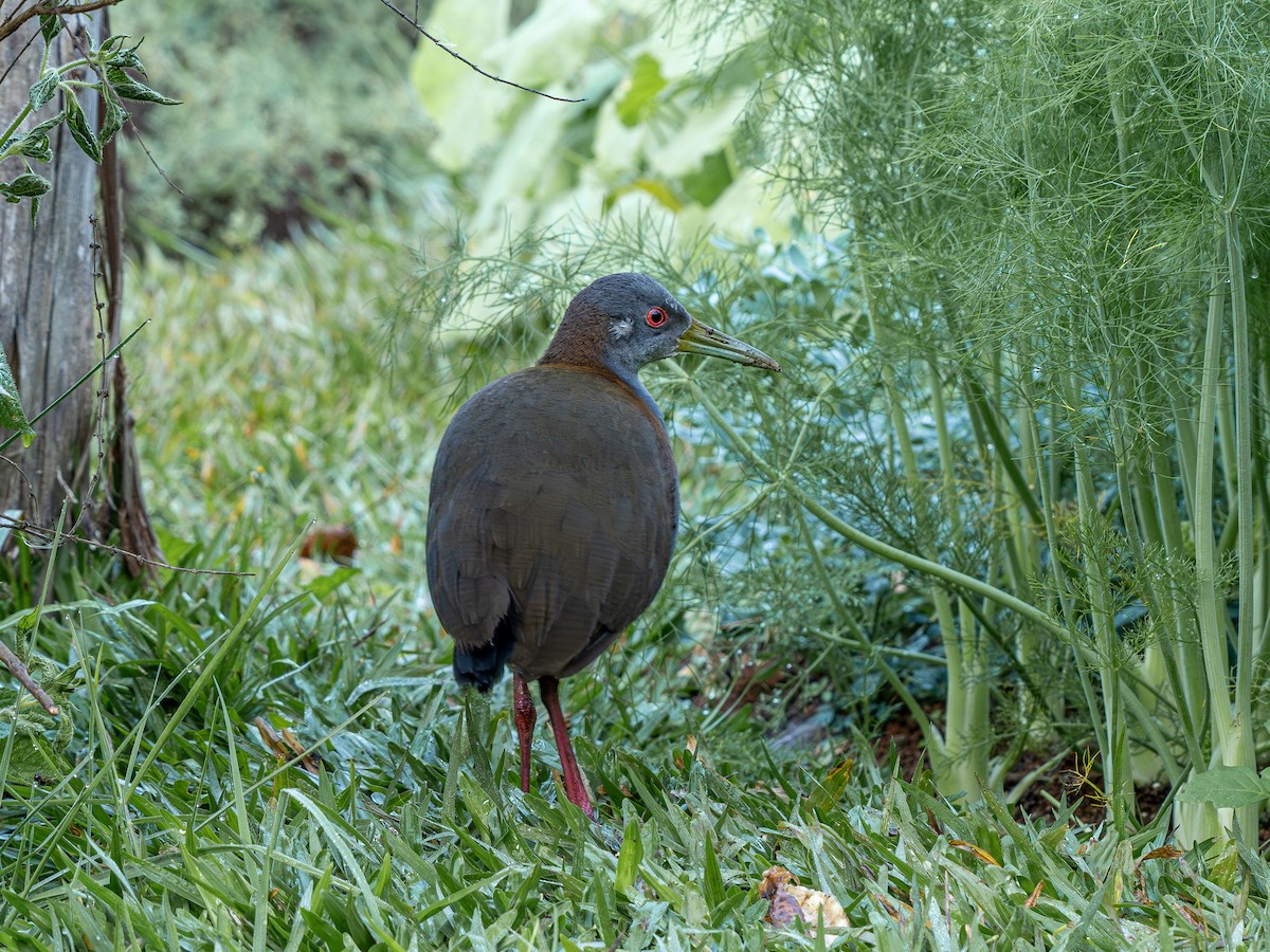 Slaty-breasted Wood-Rail - ML620609222