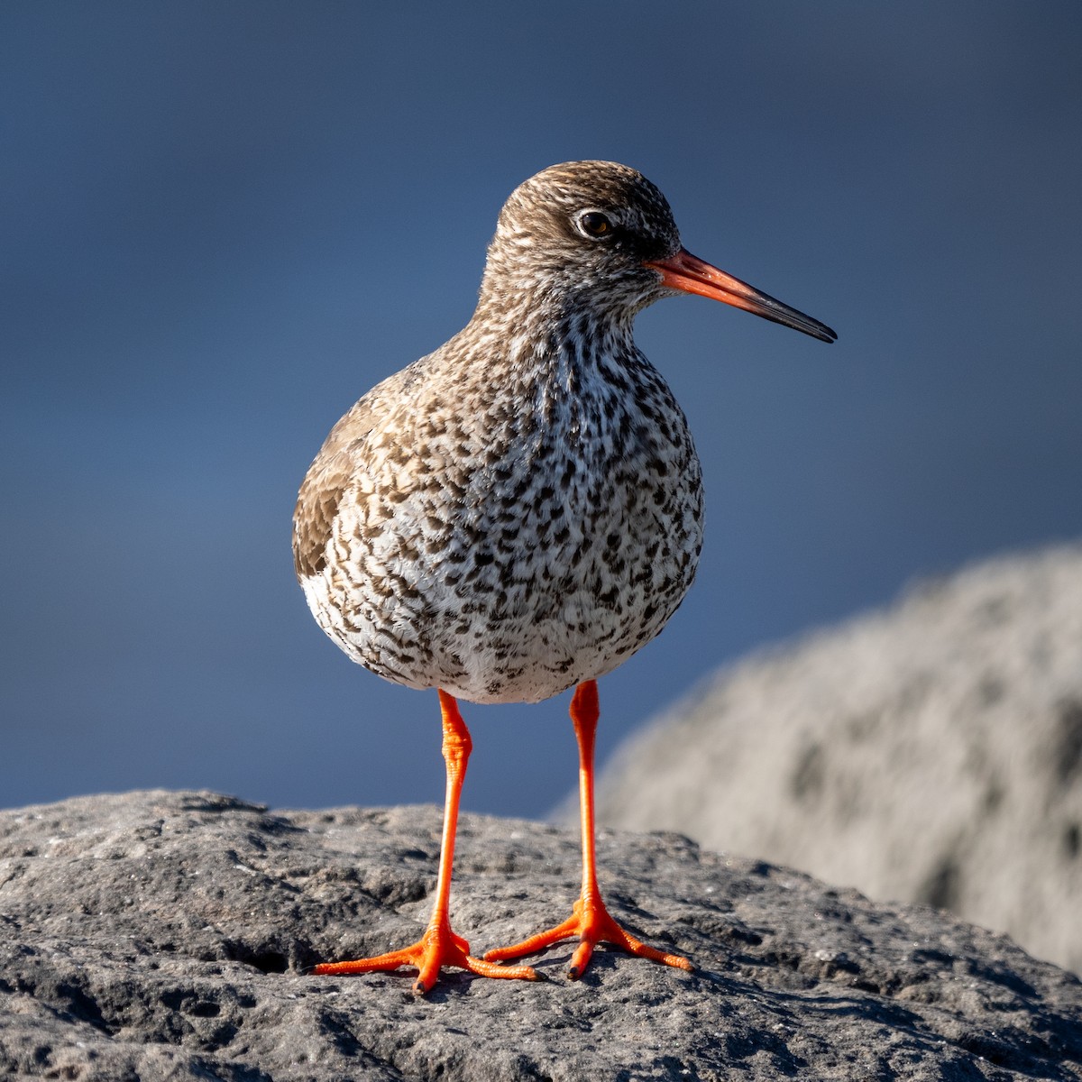 Common Redshank - ML620609224