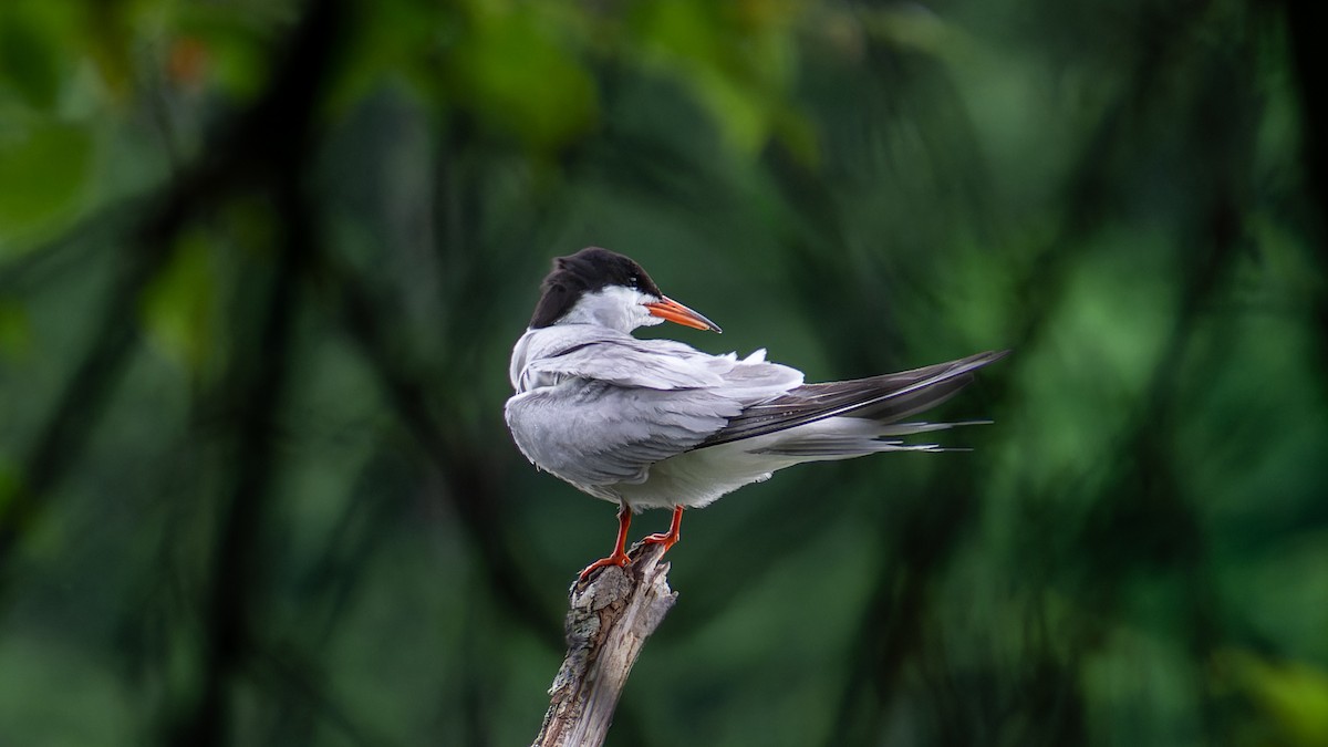 Common Tern - ML620609225