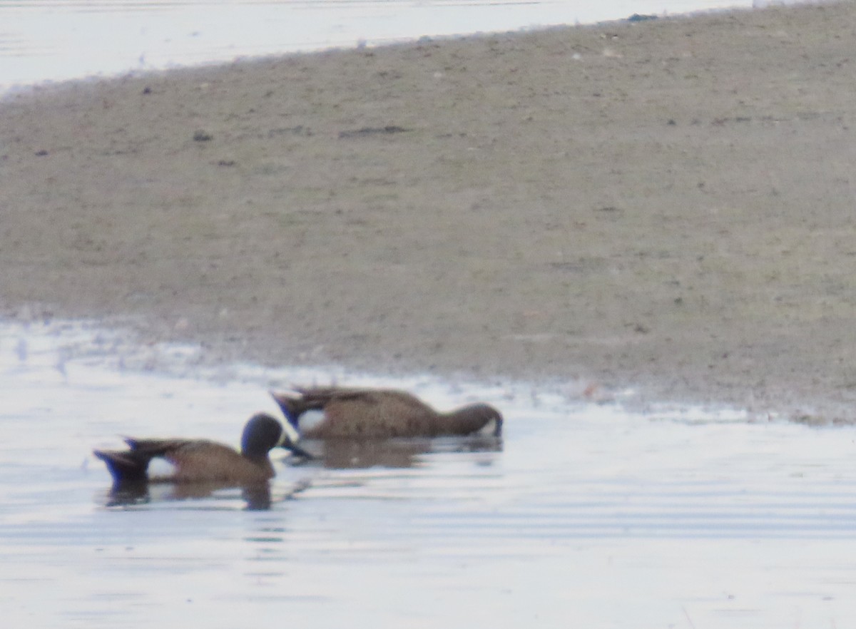 Blue-winged Teal - ML620609236