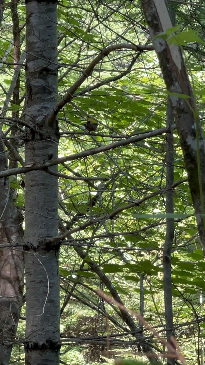 Winter Wren - ML620609237