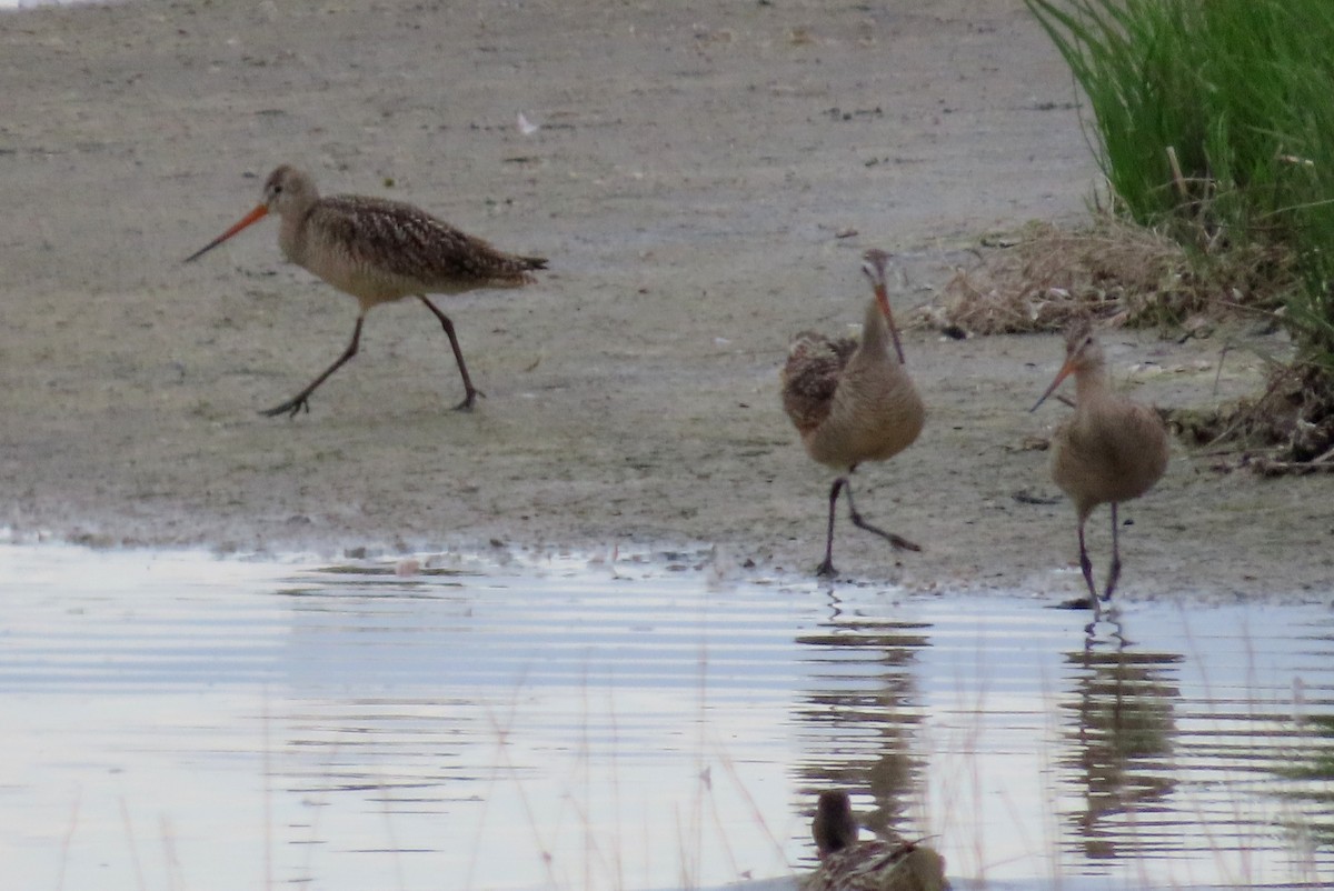 Marbled Godwit - ML620609242