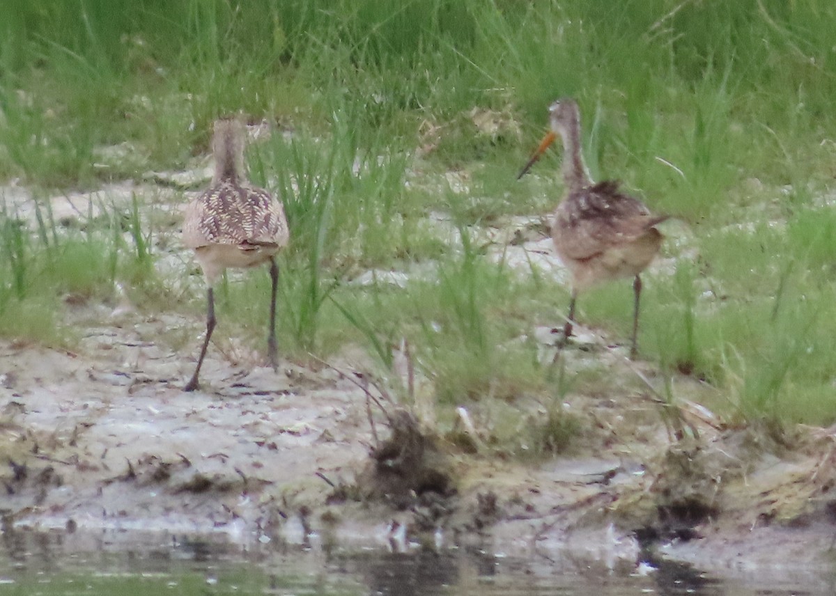 Marbled Godwit - ML620609244