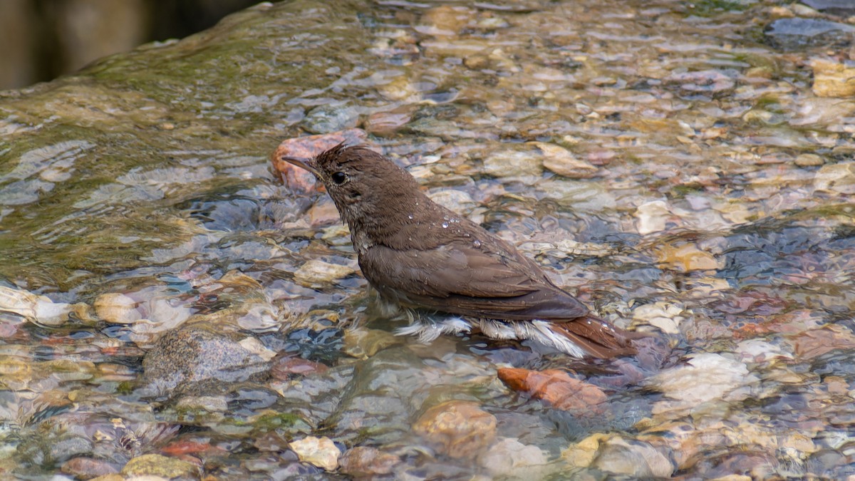 Thrush Nightingale - ML620609247