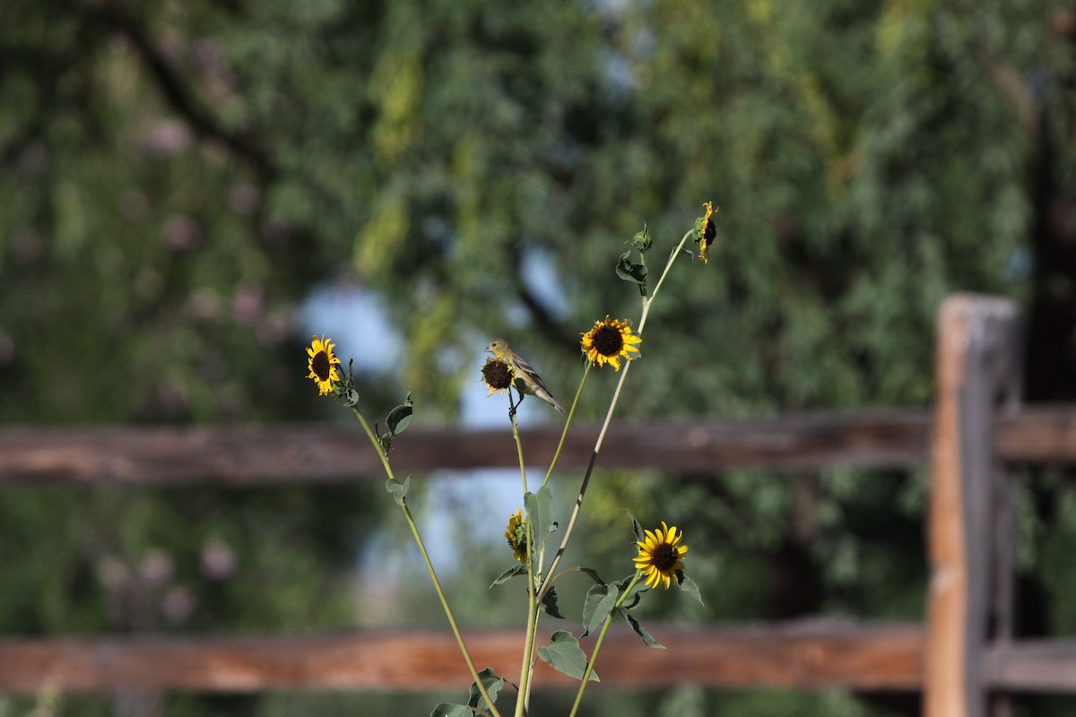 Lesser Goldfinch - ML620609249