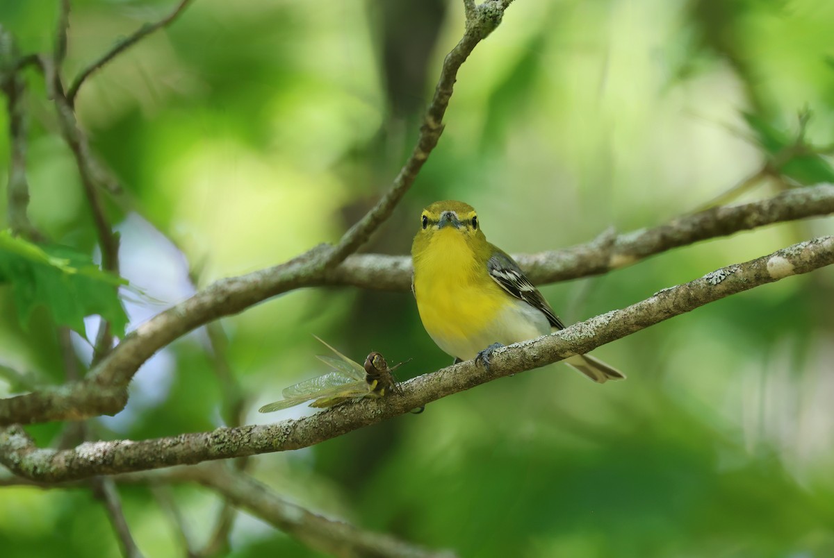 Yellow-throated Vireo - ML620609252