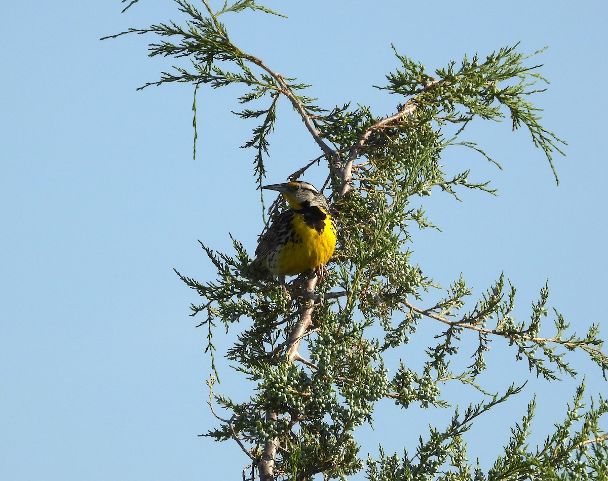 Eastern Meadowlark - ML620609256