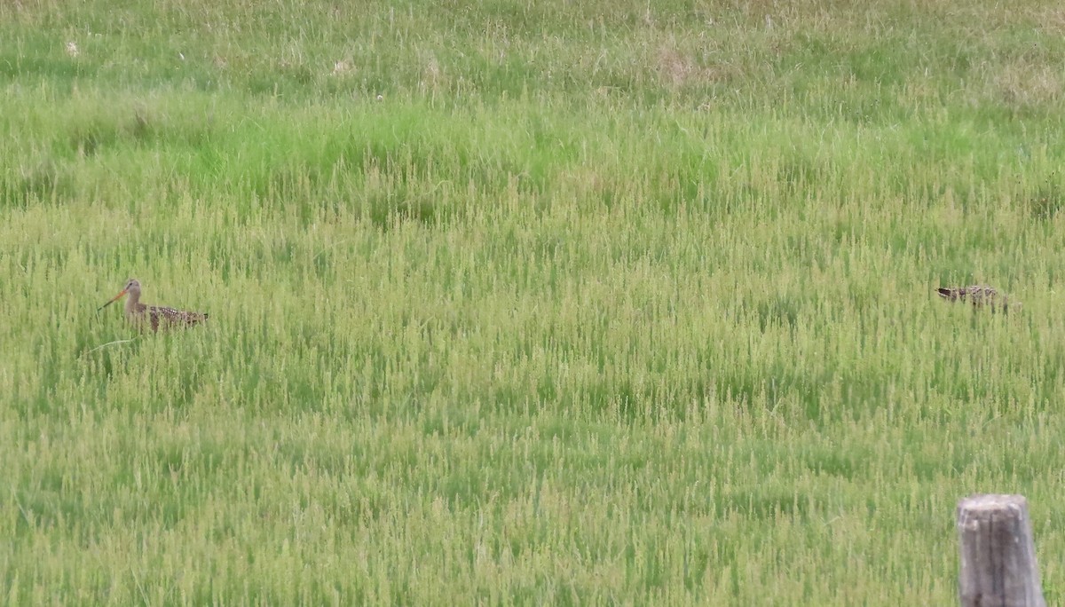 Marbled Godwit - ML620609260