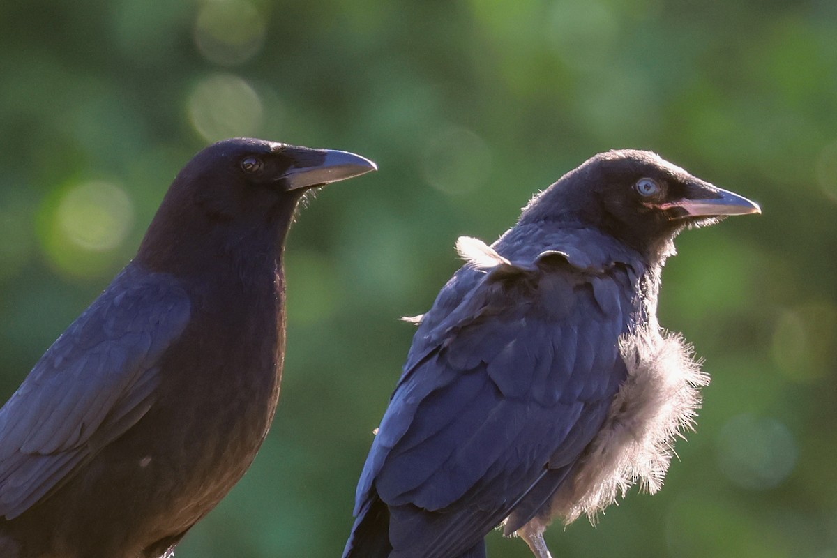 American Crow - ML620609261