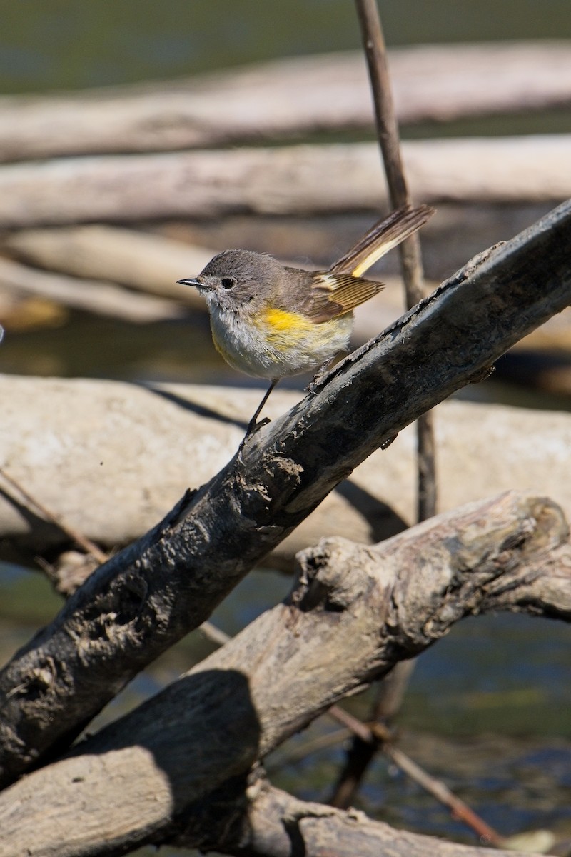 American Redstart - ML620609263