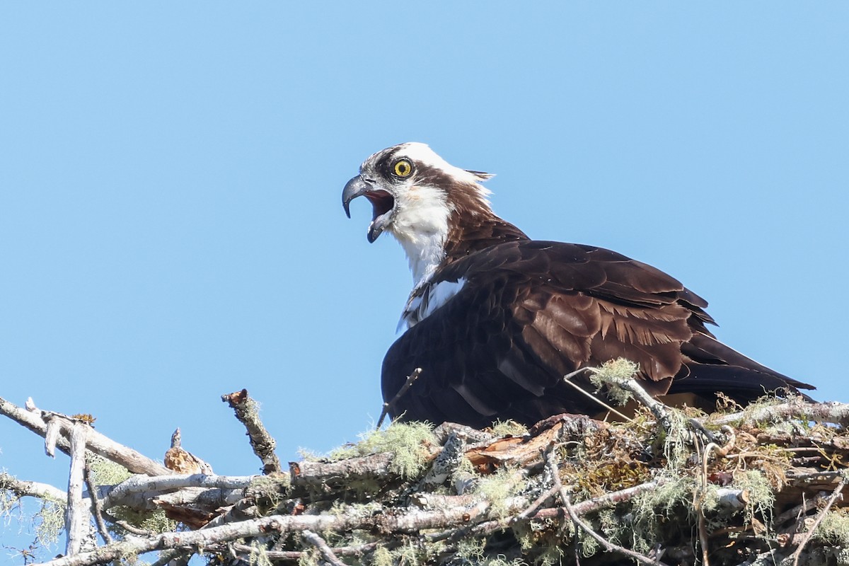 Águila Pescadora - ML620609266