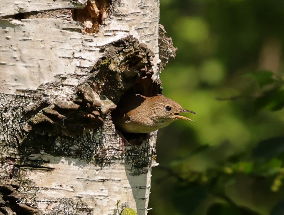 House Wren - ML620609270