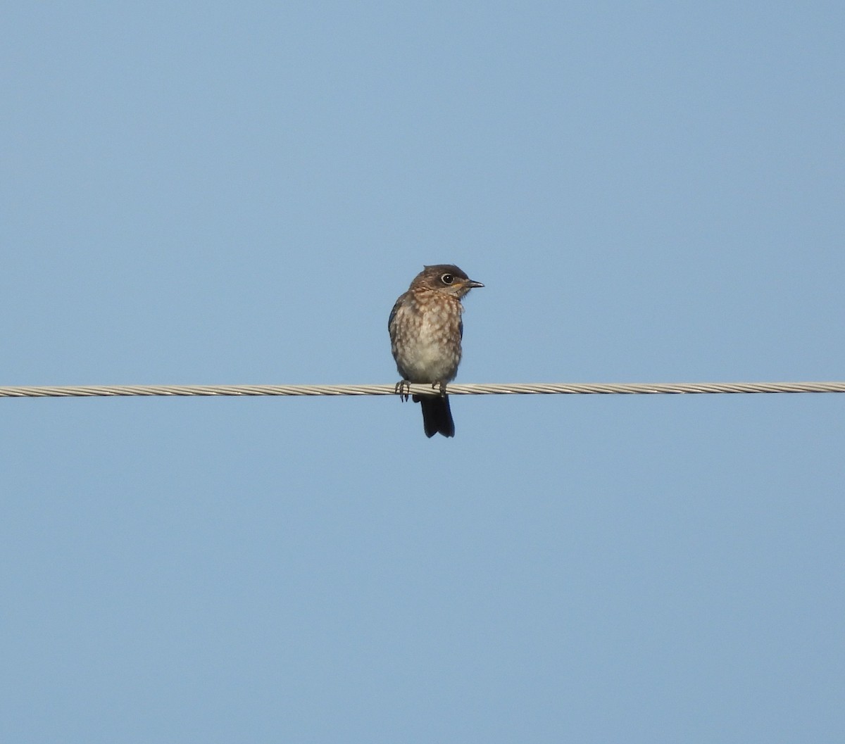 Eastern Bluebird - ML620609271