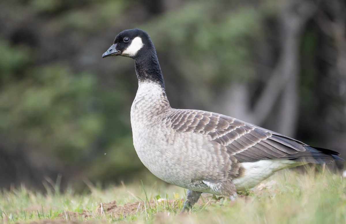 Cackling Goose - ML620609272