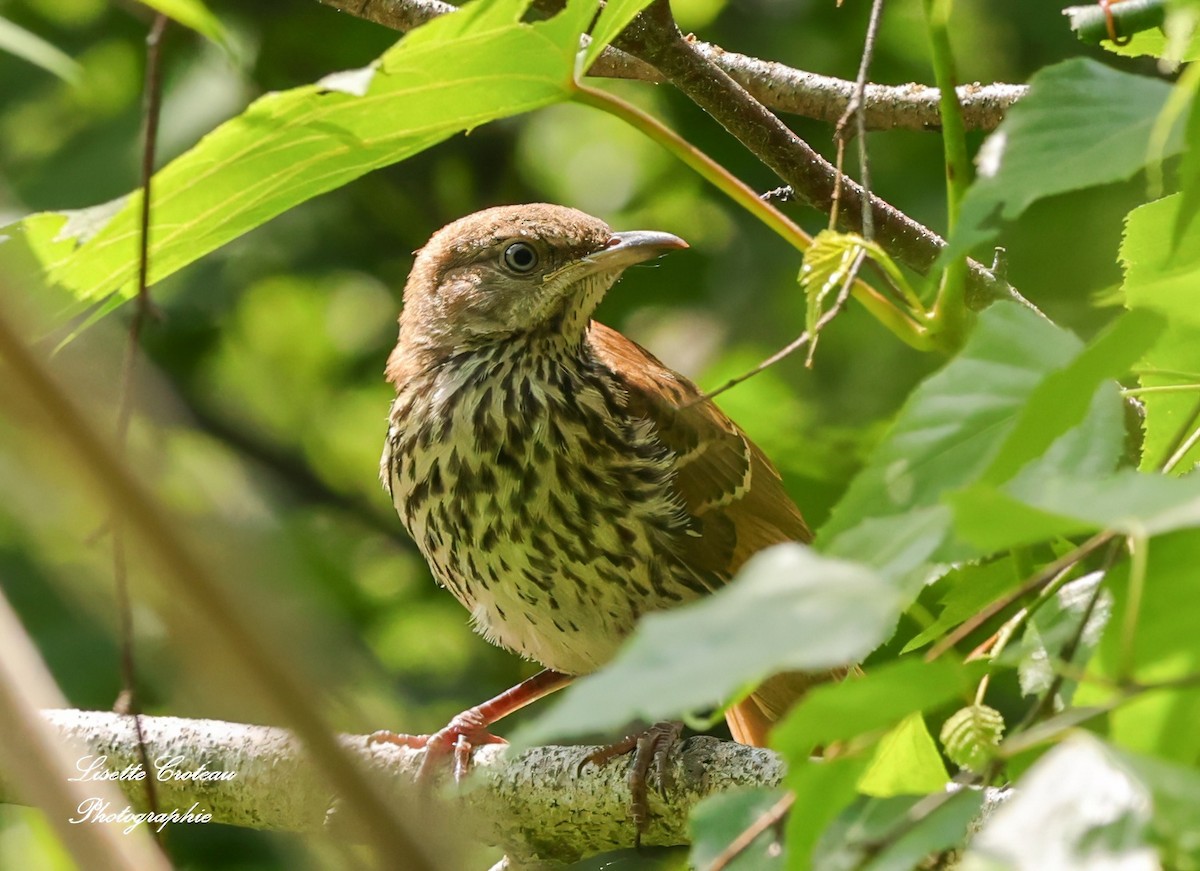 Brown Thrasher - ML620609279