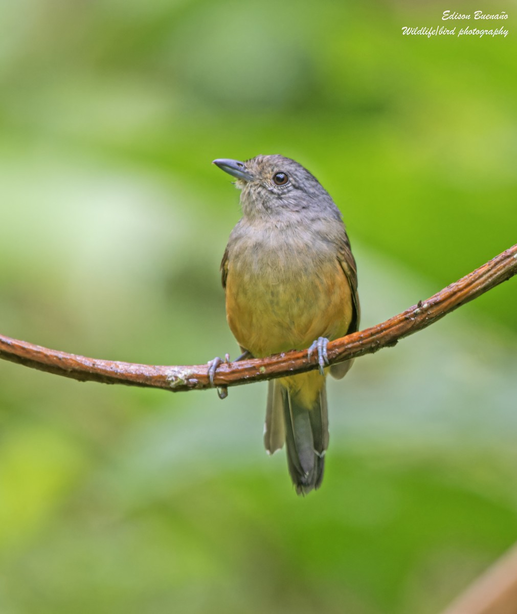 Variable Antshrike - ML620609282