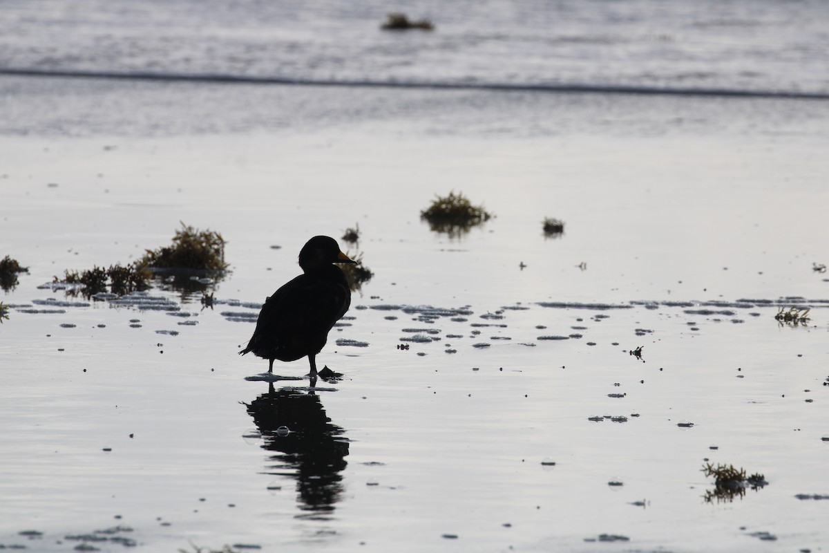 Black Scoter - ML620609283