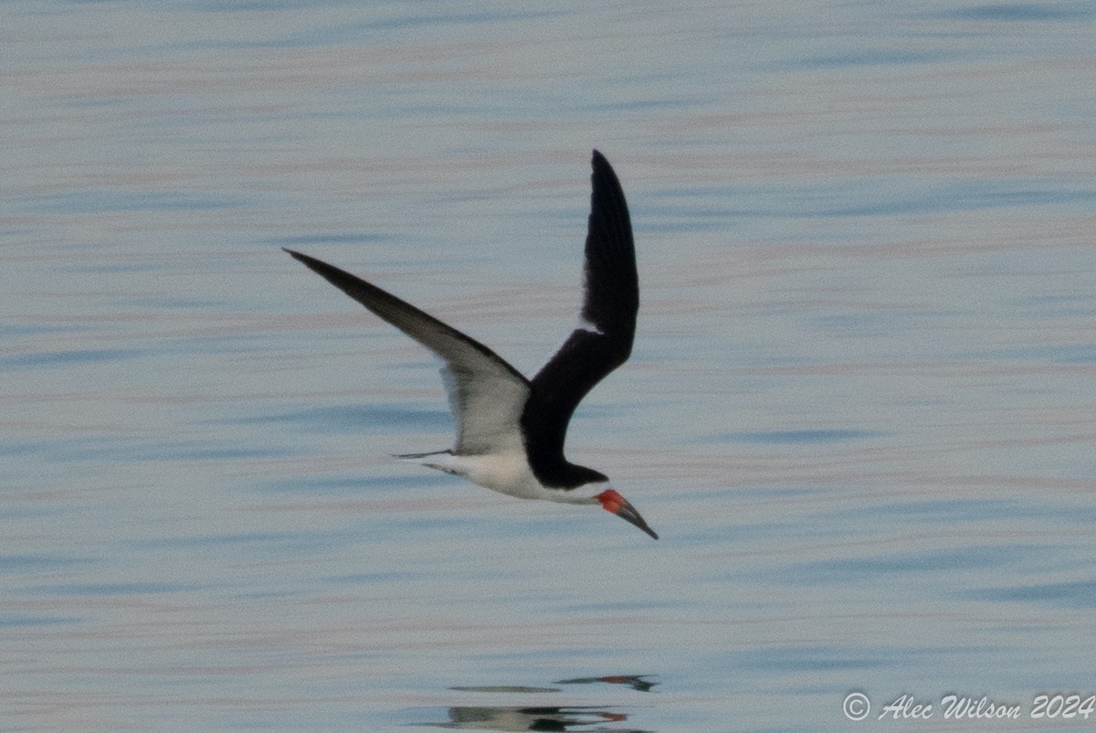 Black Skimmer - Alec Wilson