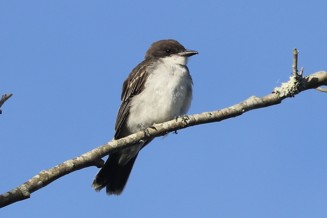 Eastern Kingbird - Irvin Pitts