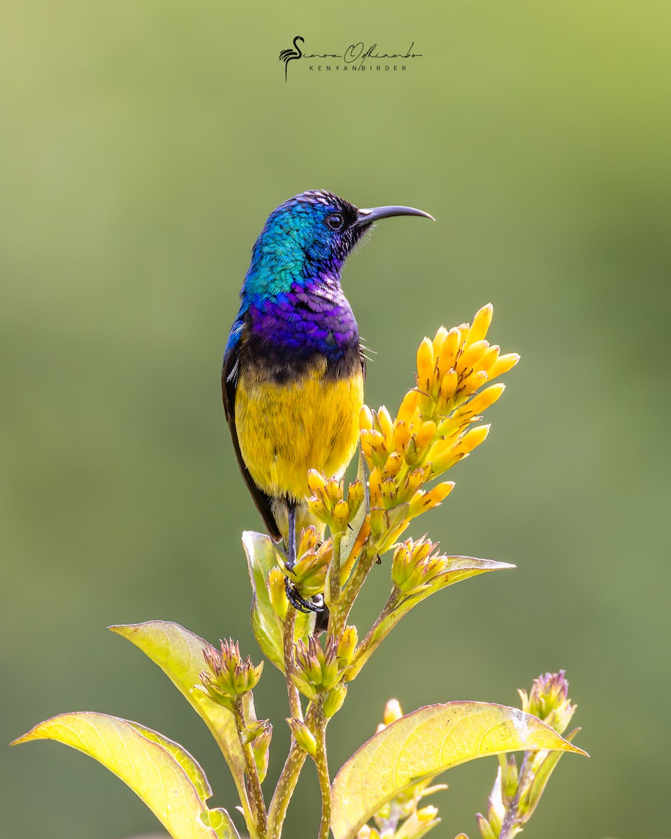 Variable Sunbird - ML620609296