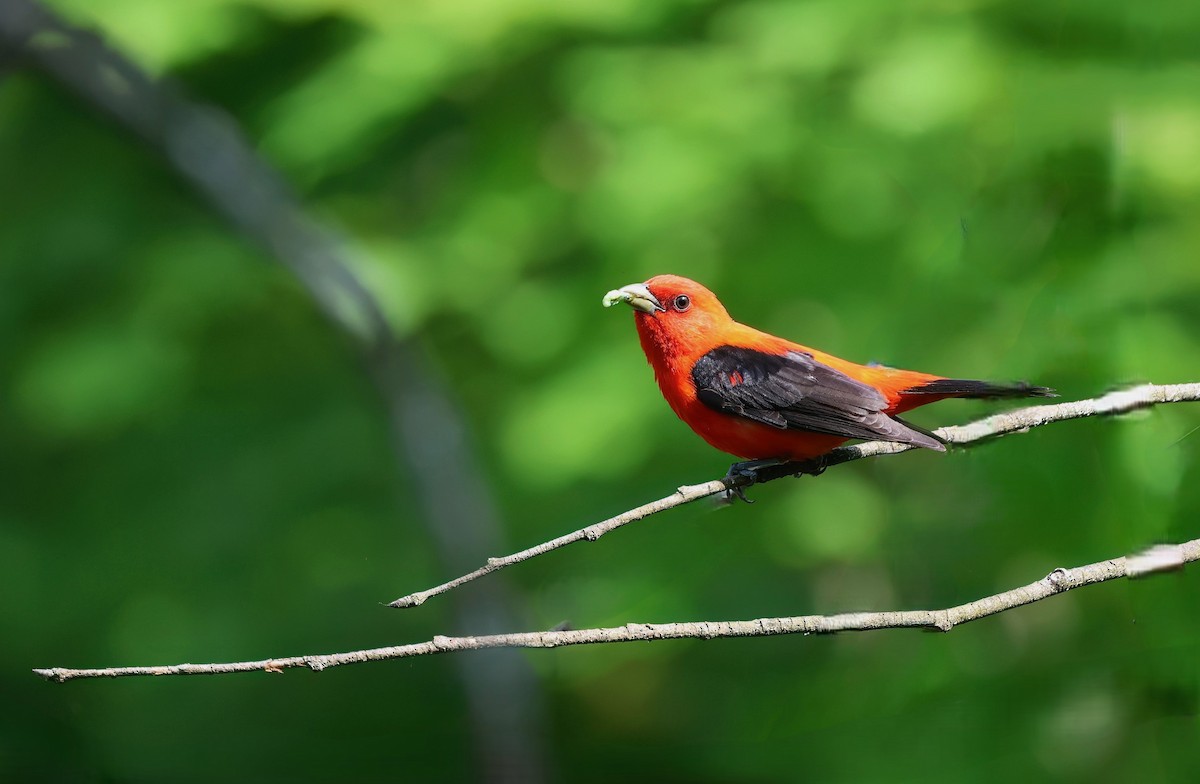 Scarlet Tanager - ML620609297