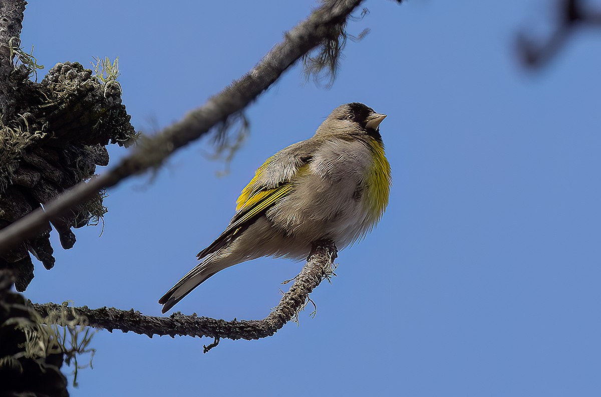 Lawrence's Goldfinch - ML620609302
