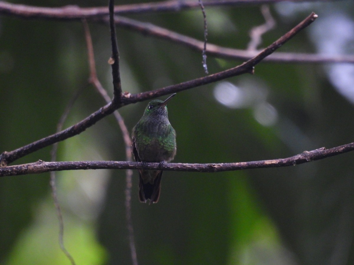 kolibřík zelenobřichý - ML620609306