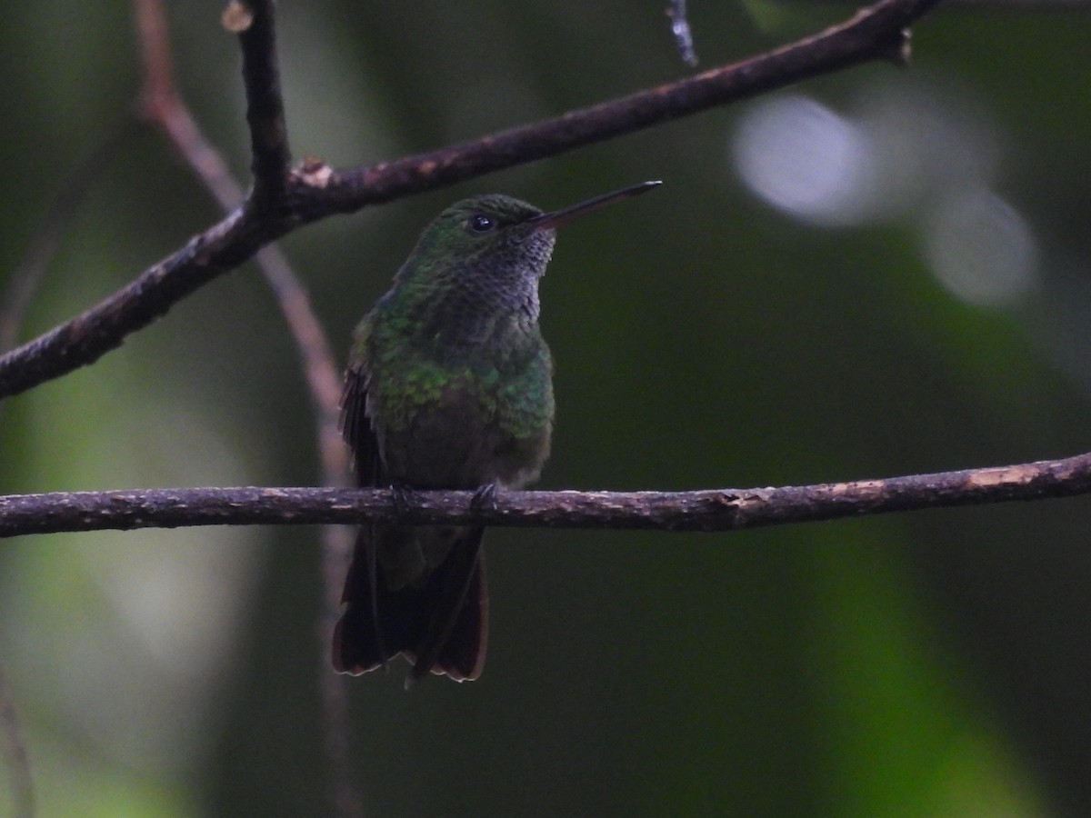 kolibřík zelenobřichý - ML620609307